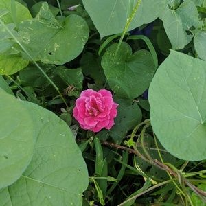 Meet your Posher, Jamika